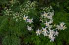 USA, Wyoming. Colorado Columbine wildflowers Art Print